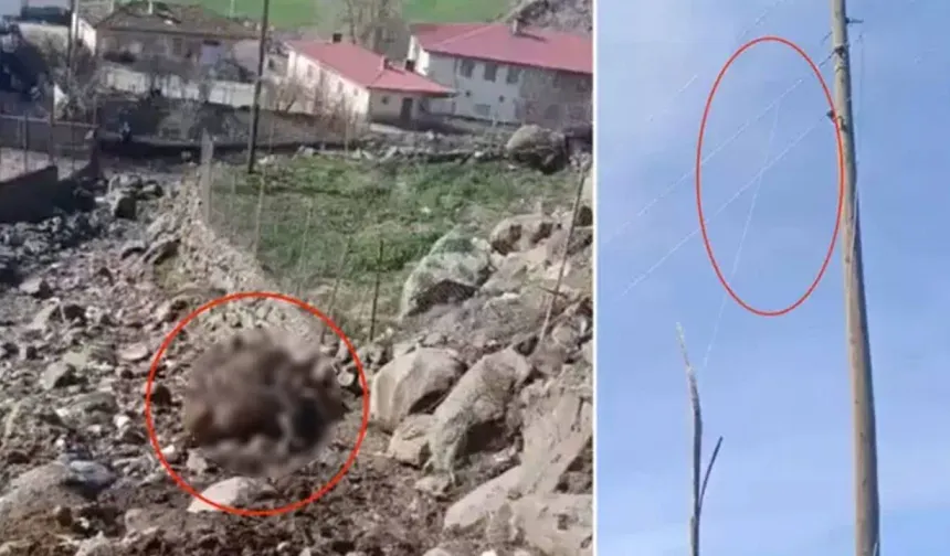 Diyarbakır’da tehlikeli anlar: Kopan elektrik teli hayvanları öldürdü