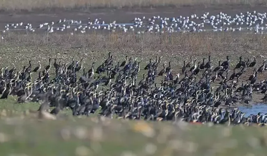Diyarbakır'daki Kabaklı Göleti'nde binlerce kuş aynı anda görüntülendi