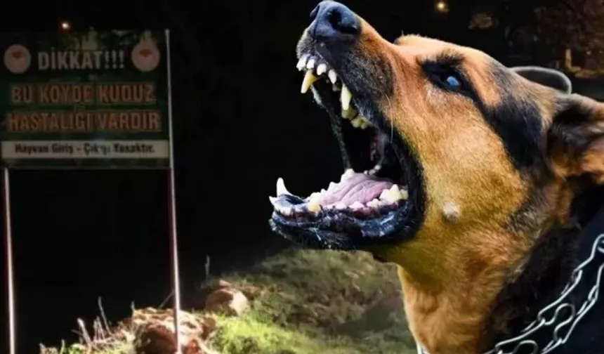 Kuduz şüphesi gerçek çıktı: 4 mahallede karantinada