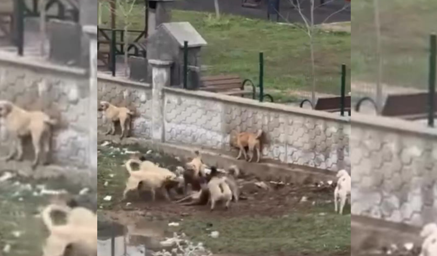 Diyarbakır’da korkutan görüntü! Sokak köpekleri bir köpeğe saldırdı