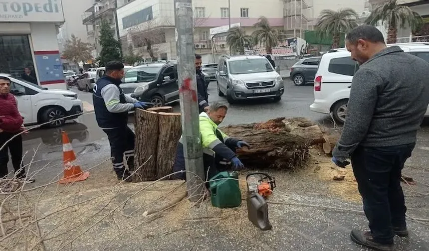 Diyarbakır’da asırlık ağaç neden kesildi: Belediye açıkladı