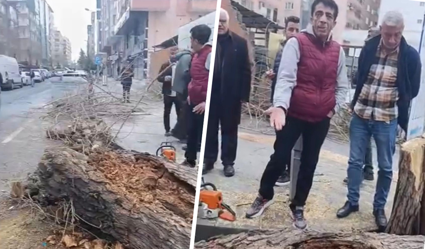 Diyarbakır’da 50 yıllık ağaç kesildi: Vatandaş tepkili