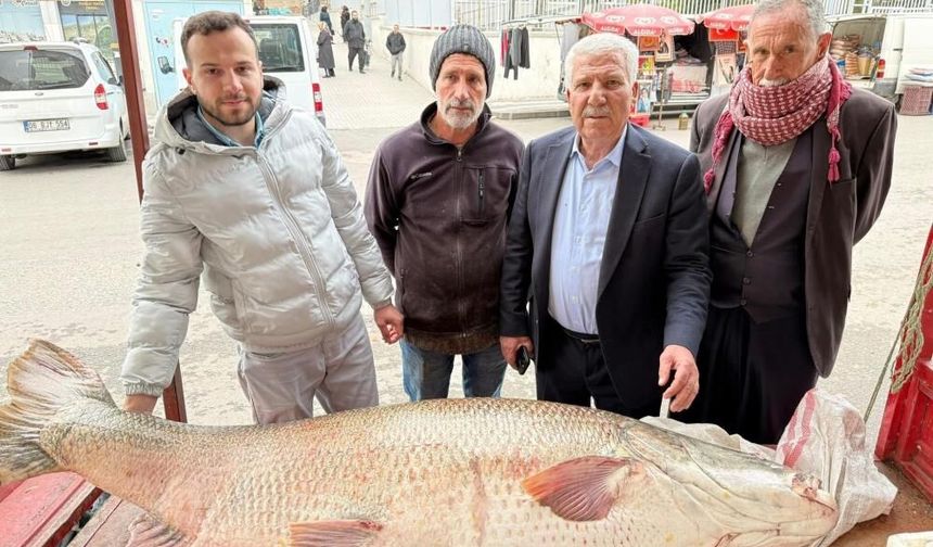 Diyarbakır'da 120 kiloluk turna balığı şaşkınlık yarattı