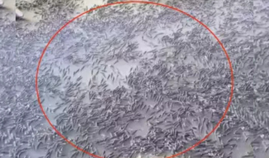 Diyarbakır’da mahsur kalan balıklar kurtarıldı