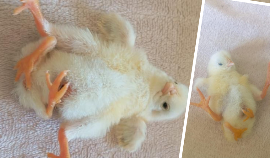 Diyarbakır'da sıra dışı olay: Dört ayaklı civciv doğdu