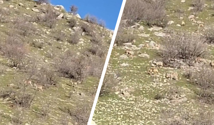 Diyarbakır’ın paha biçilemez misafirleri: Tek bir hatanın bedeli ağır!