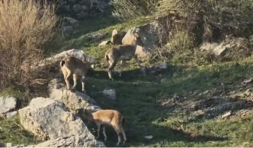 Diyarbakır’da nesli tükenmekte olan misafirler yerleşim yerine indi!