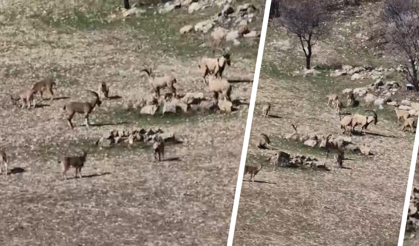 Diyarbakır’da nadir görüntü: Nesli tehlike altındaki dağ keçileri görüntülendi