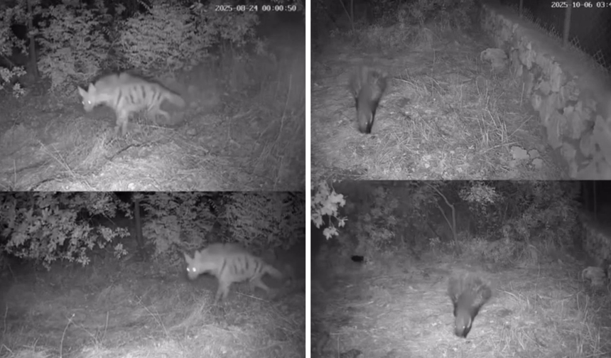 Anadolu sırtlanı ve çakal, Diyarbakır’da foto kapanla kaydedildi