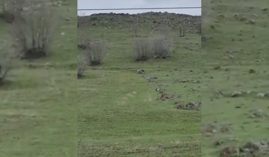 Diyarbakır'da kurt sürüsü görüldü