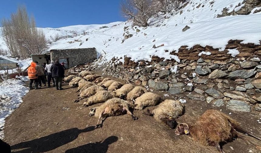 Ahırda yangınında 67 küçükbaş hayvan telef oldu