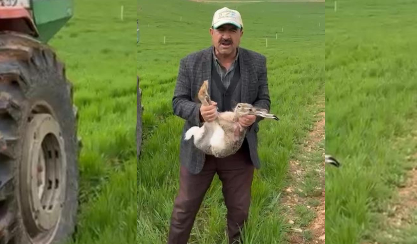 Diyarbakırlı çiftçi tarlada yakaladığı o canlıyı bakın ne yaptı?