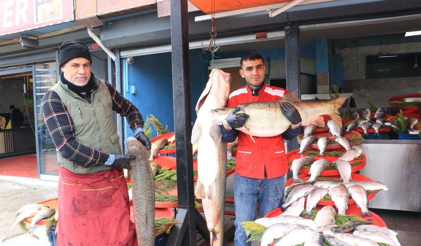 Munzur Çayı’ndan Diyarbakır’a: 80 kiloluk turna balığı rekor sürede satıldı