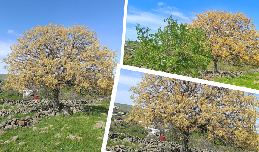 Şanlıurfa Siverek’te gizemli ağaç