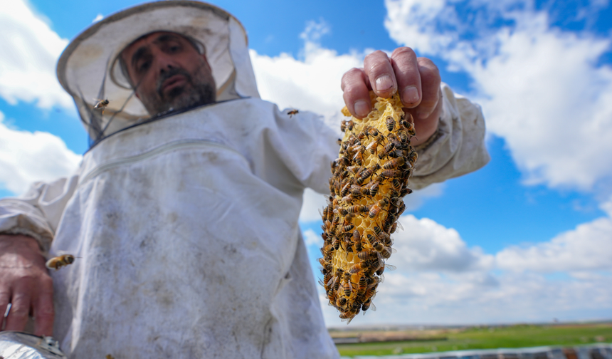 Diyarbakır’da yağış bereketi bala yansıdı!