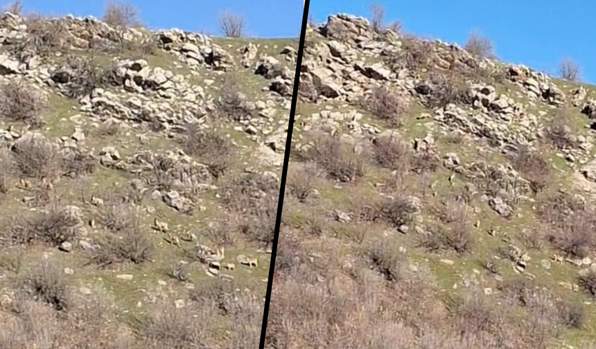 Diyarbakır’da dağ keçileri sürü sürü görüldü