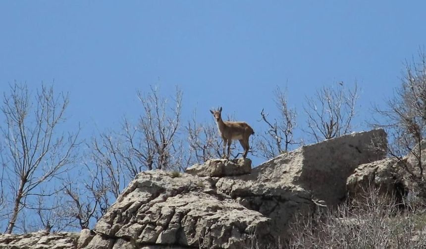 Diyarbakır’da zarar verene büyük ceza vardı: Sayıları çığ gibi artıyor