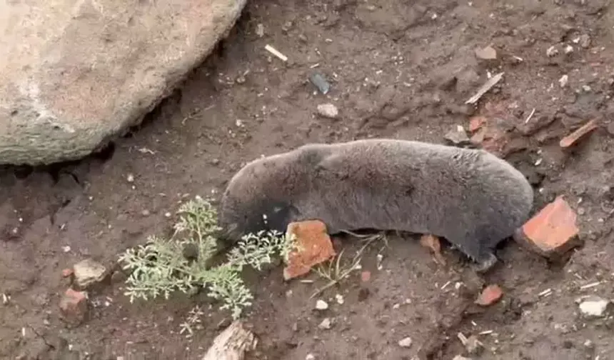 Diyarbakır’da yağışlar doğayı etkiledi: Kör fareler yüzeye çıktı