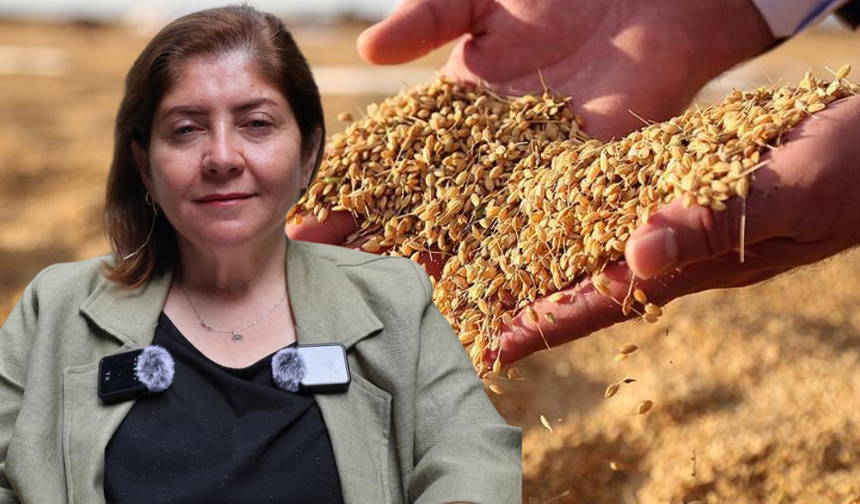 Diyarbakır Karacadağ pirinci dünya pazarına hazırlanıyor