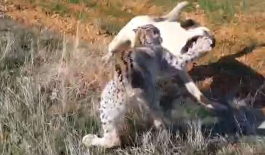 Bu kavga insanların değil köpeklerin
