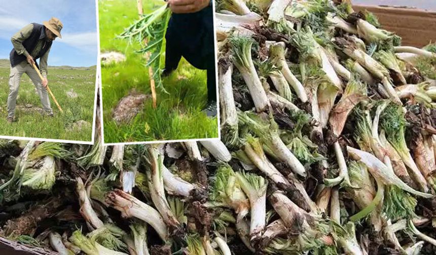 Diyarbakır’da Kenger Alarm Veriyor… Mezopotamya’nın Binlerce Yıllık Mirası Yok Olmanın Eşiğinde!