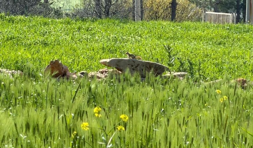 Nesli tehlike altındaki kızıl sincap Diyarbakır’da görüntülendi