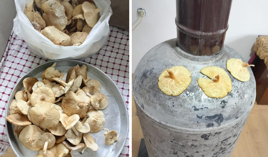 Diyarbakır’da mantar sezonu açıldı