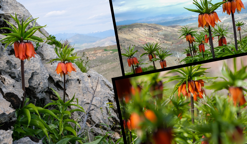 Diyarbakır’da Sakız Dağ’ında Ters Laleler büyüledi