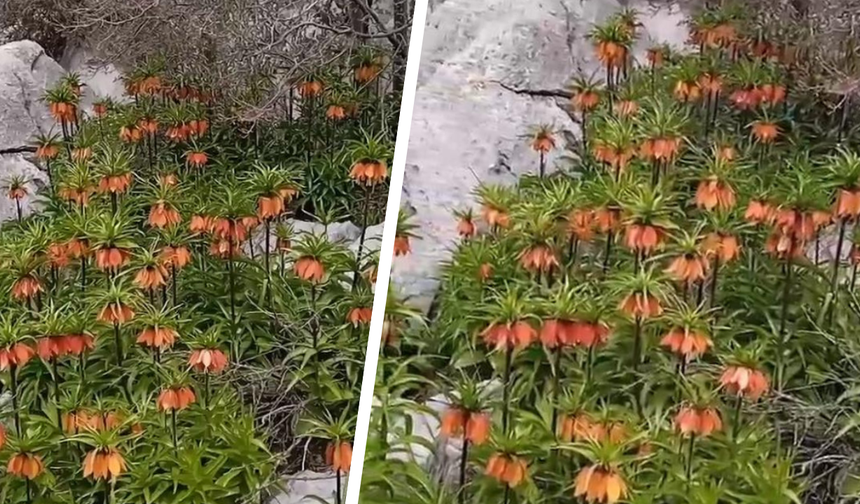 Diyarbakır'da 'ters laleler' baharı renklendirdi