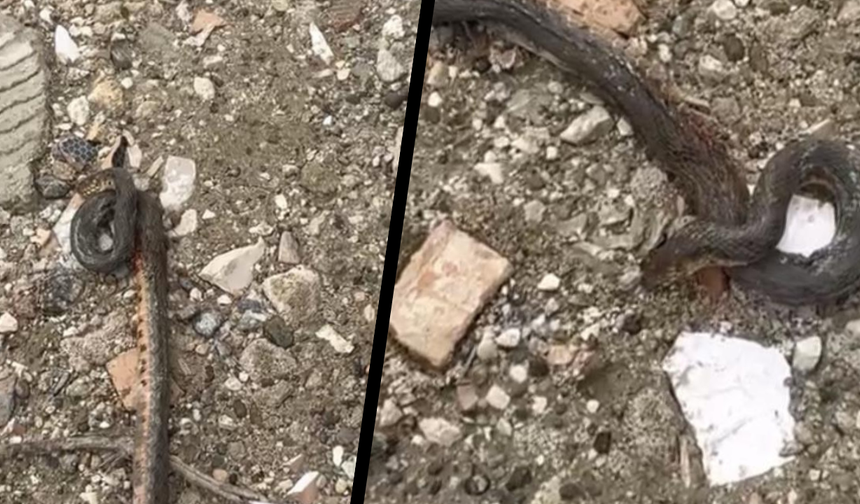 Diyarbakır'da korkutan görüntü: Kış uykusundan erken uyandılar