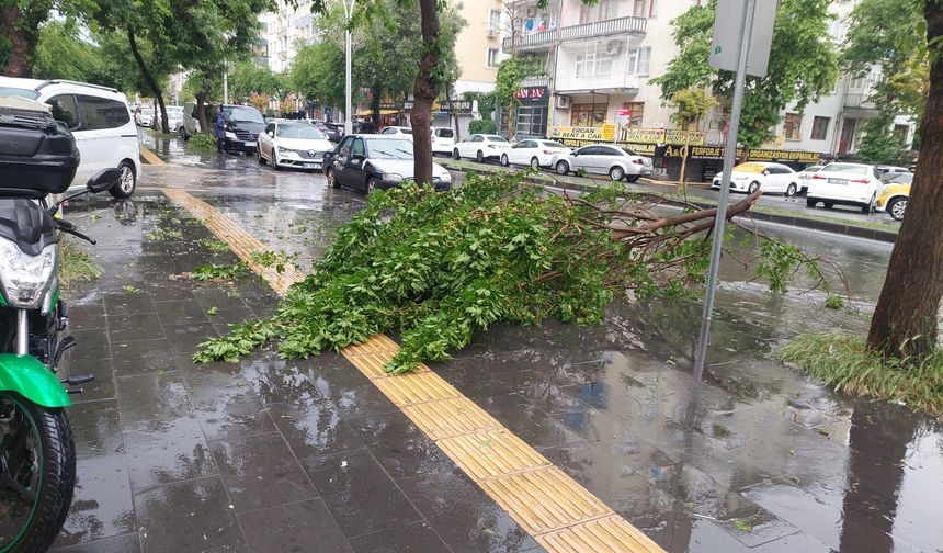 Diyarbakır’da şiddetli yağış ağaç devirdi