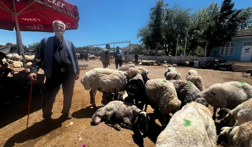 Diyarbakır Hayvan Pazarı’nda küçükbaş satılıyor, büyükbaş alıcı bekliyor