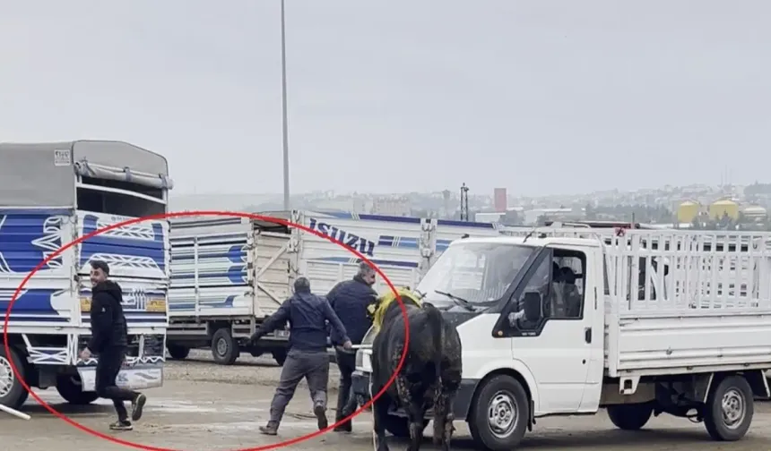 Diyarbakır'da korku dolu anlar: Kaçan boğa paniğe neden oldu