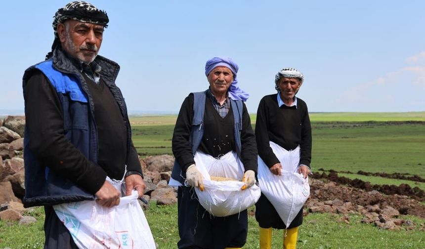 Diyarbakır’da tescilli Karacadağ pirincinin ekimine başlandı