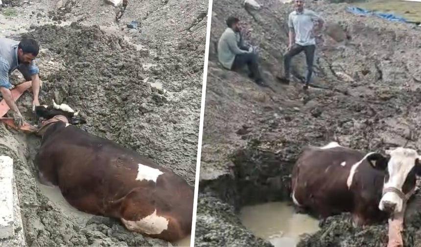 Diyarbakır’da bataklığa saplanan inek kurtarıldı