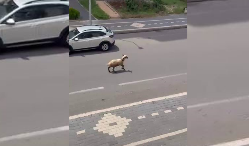 Diyarbakır’da kaçan kurbanlık trafiği birbirine kattı
