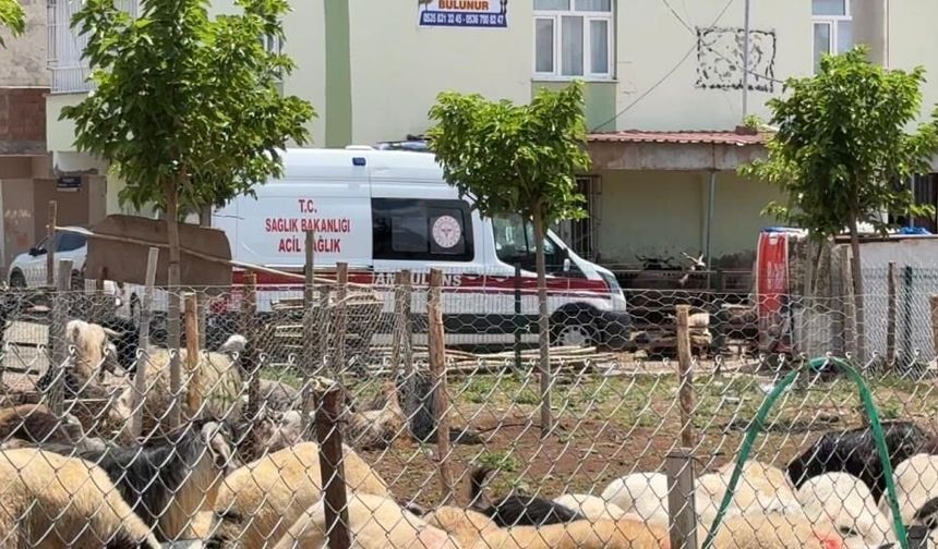 Diyarbakır’da kasaplardan bayram öncesi “acemilik” uyarısı