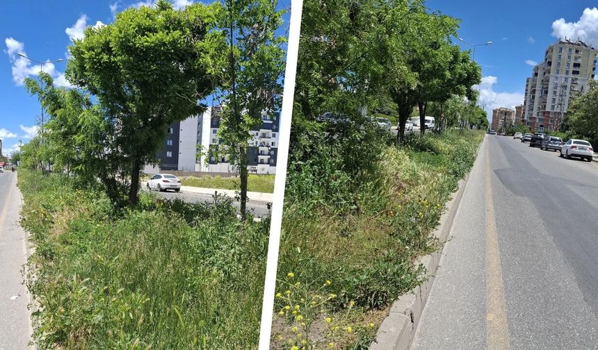 Diyarbakır’da yollar otların arasında kayboldu