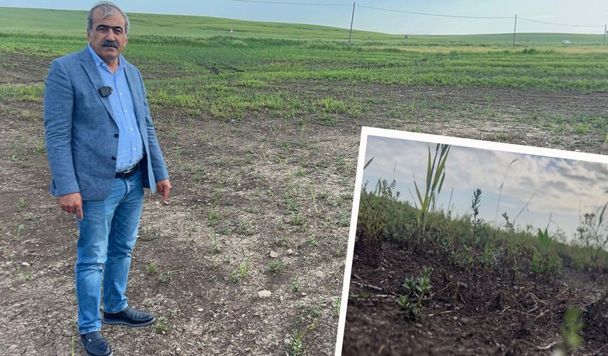 Sur’da Tarım Alarmı! “Mercimek tarlaları sele teslim, çiftçi TARSİM’e tepkili”