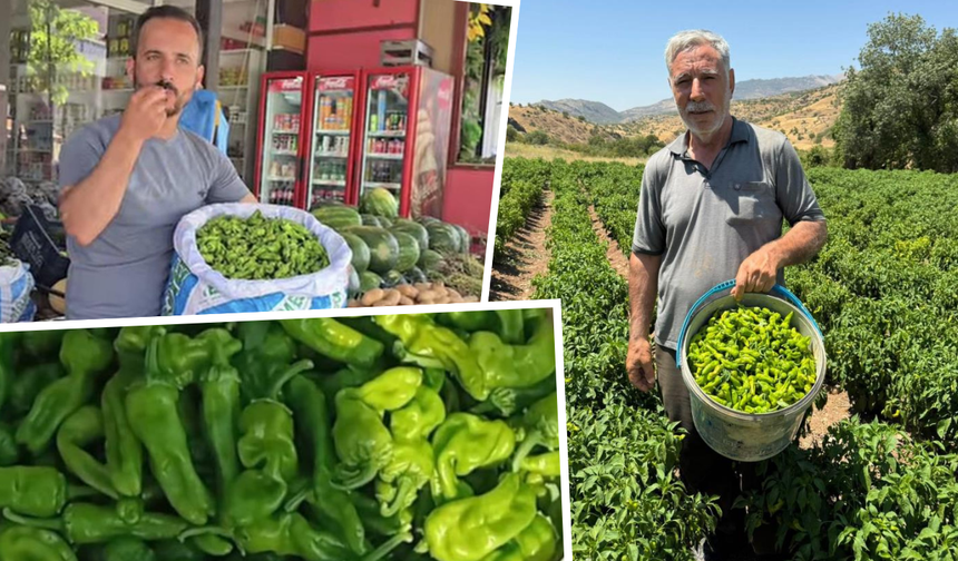 Diyarbakır’da coğrafi işaretli Çermik biberinin fiyatı dudak uçuklattı