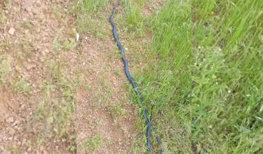 Diyarbakır'da dev yılan paniği