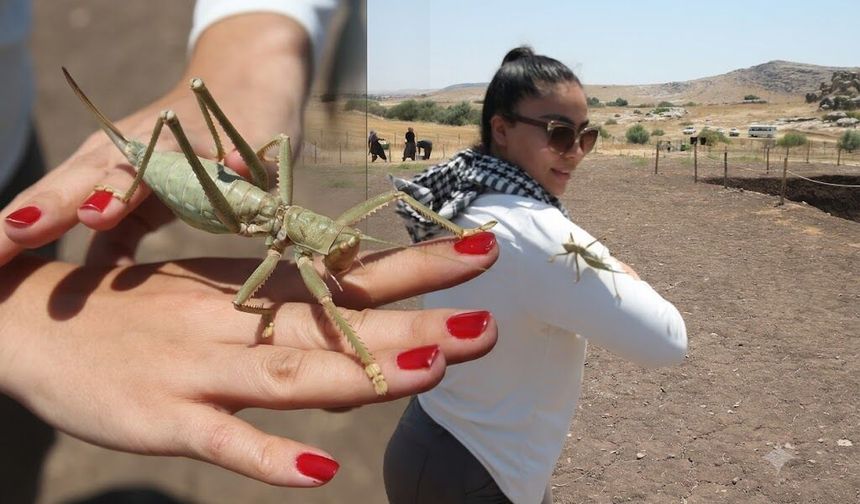 Diyarbakır’da görülen dev etçil çekirge için yetkililerden can alıcı uyarı; Sakın...