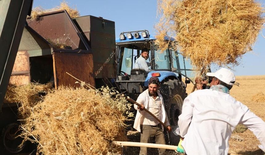 Diyarbakır'da 40 dereceyi aşan sıcakta ekmek mesaisi