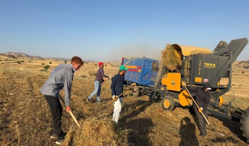 Diyarbakır'da mercimek sezonu sona erdi