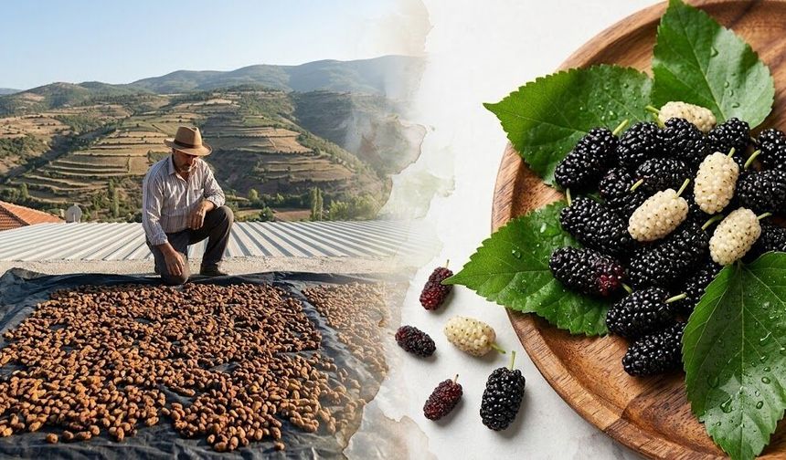 Diyarbakır'da yağışlar dut üreticisini sevindirdi