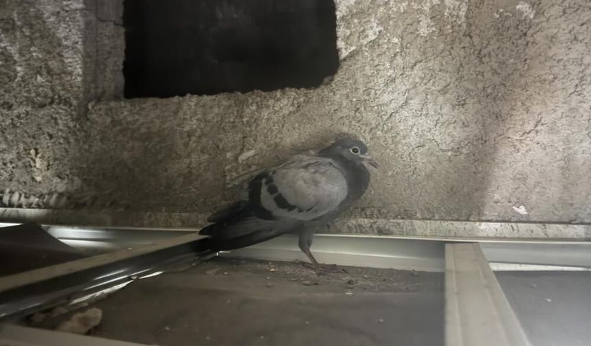 Diyarbakır'da asma tavanda mahsur kalan güvercin için zamanla yarış