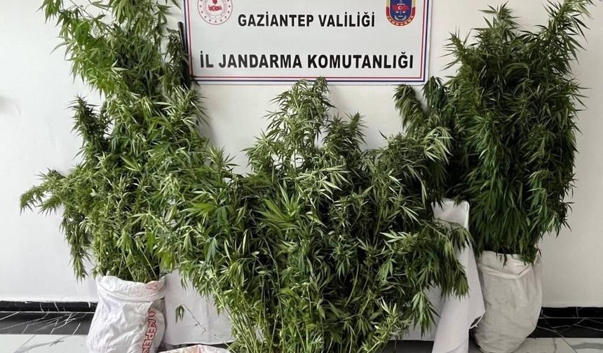 215 kök kenevir ele geçirildi