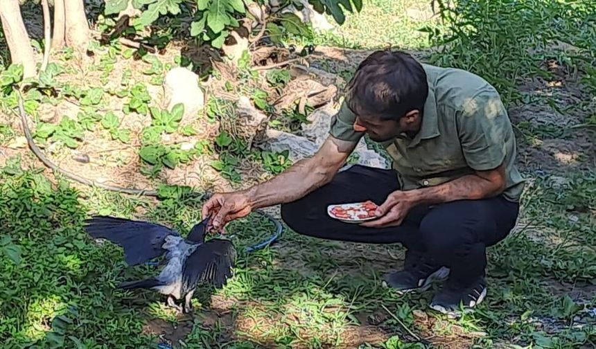 Diyarbakır'da şefkatle büyüttüğü kargalar kapıda karşılıyor