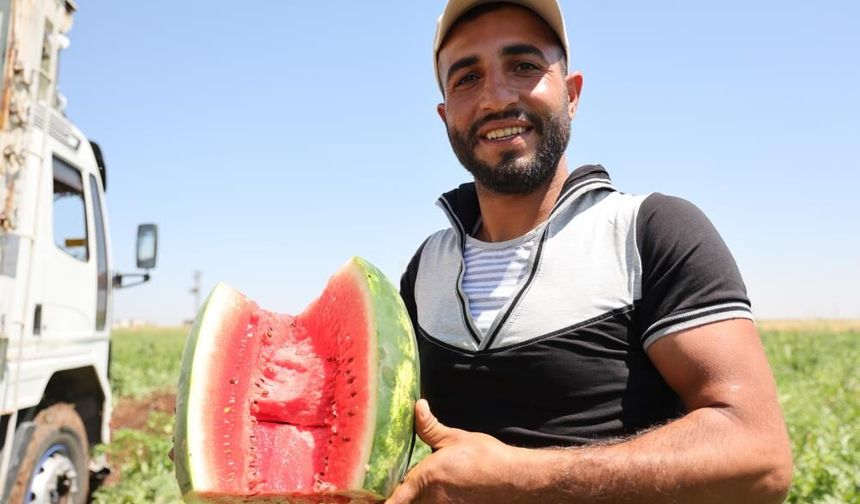 40 derece sıcakta zorlu mesai: Diyarbakır karpuzunda hasat zamanı