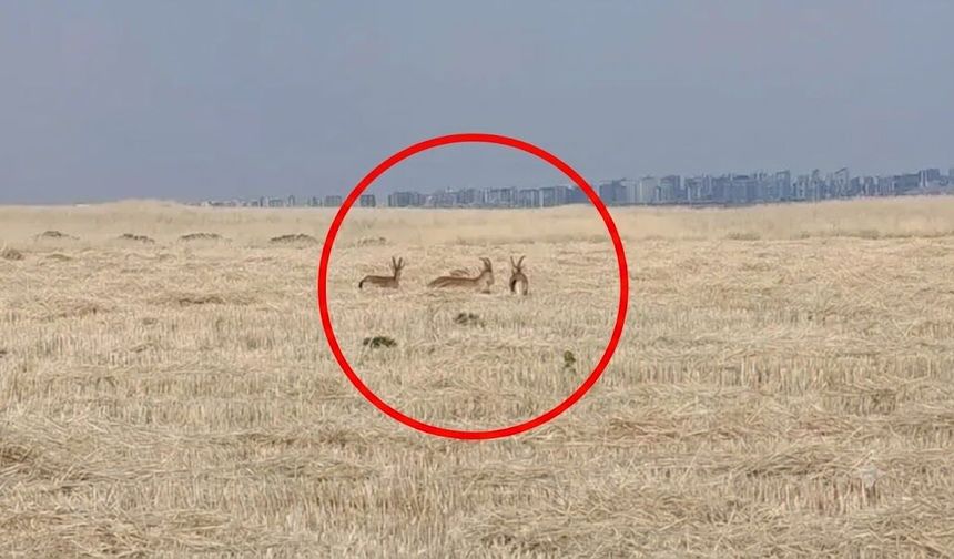 Diyarbakır’da dağ keçileri yerleşim yerlerinde görüntülendi